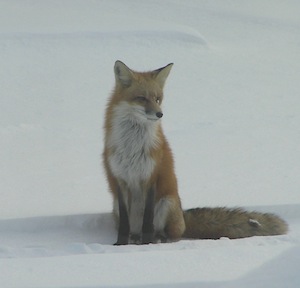 Fox Elmwood IL